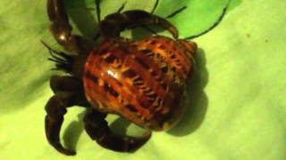 Rupert the Viola Hermit Crab: Exploring and Clearer Antenna Shots