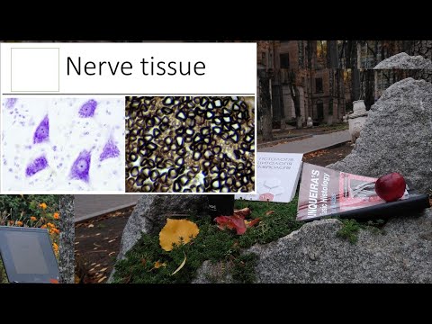 15. Nerve tissue (Histology lecture)