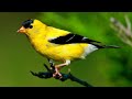 American Goldfinch Singing Song