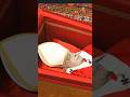 Pope Francis Funeral|RIP|Heavenly Abode|Supreme Pontiff|Jesus Christ|Holy Bible|Pray#viral#trending