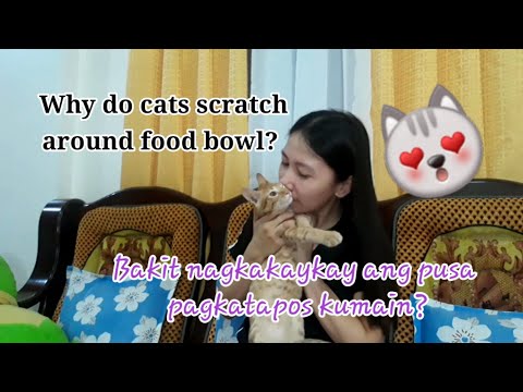 Why do cats scratch around food bowl? Bakit nagka-kaykay ang pusa pagkatapos kumain?