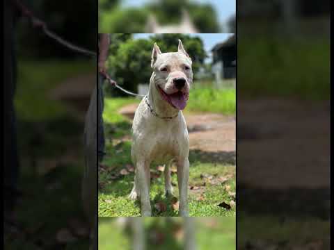 Kunjan ☠️ #youtubeshorts #trending #dogoargentino #pitbull #dog