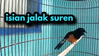 Download lagu MURAI BATU BALAK 6 isian jalak suren mp3