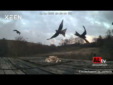 Tra Civitaluparella e Teramo: il nibbio reale nei cieli d'Abruzzo