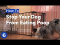 How To Stop Your Dog From Eating Poop Chewtorials