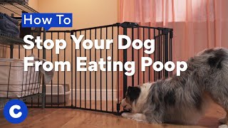 How to Stop Your Dog From Eating Poop