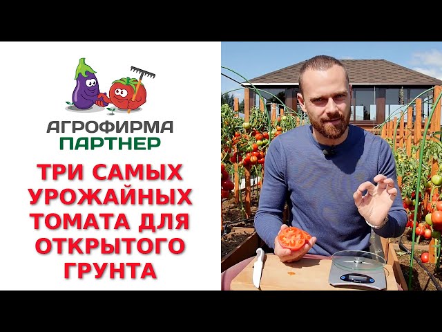 Томат Герцогиня Вкуса Характеристика Отзывы Фото