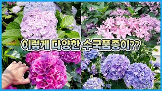 다양한 수국 품종을 볼 수 있는 수국 축제를 다녀왔어요!!