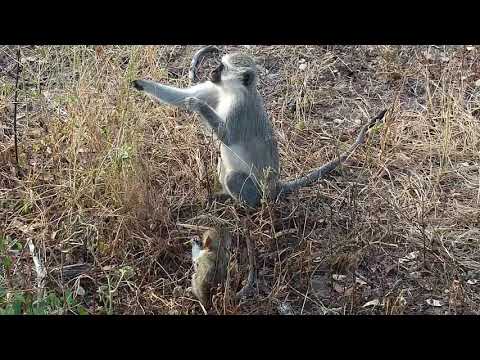 Djuma: Vervet Monkeys with very small one - 05/24/19