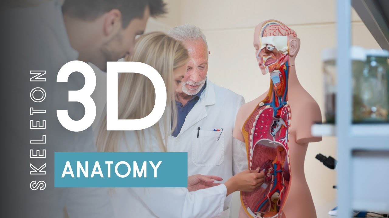 Skeleton anatomy Human body | 3D model
