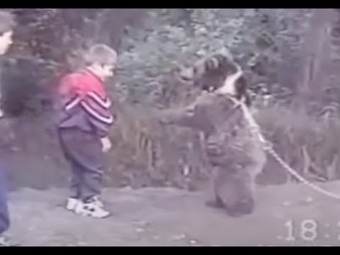 9 year old KHABIB NURMAGOMEDOV wrestling with BEAR for 4 minutes (1997)