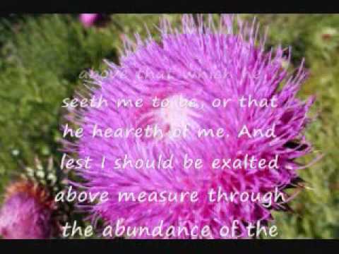 Video: Life with God, Jesus, Nature, and the Bible - Eradication of Thorns?