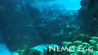 Finding Nemo Theme: Nemo Egg - Thomas Newman - Michael J. Linn