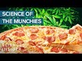Why Marijuana Gives You The Munchies