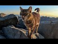Stray Cat Has The Cutest Purr Meow Combo You Ll Ever Hear