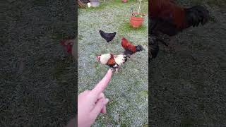 de bon matin à la campagne #campagne #animaux #vlog