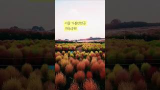 首尔紫芒节天空公园：粉黛乱子草和紫芒胜地！夜晚汉江上空的激光秀也别错过，一定要来看哦！ #하늘공원 #하늘공원억새 #하늘공원핑크뮬리 #서울가볼만한곳 #서울야경명소