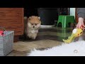 Pomeranian dogs for sale: Crew - Video 1