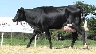 Vídeo 5 - 42º LEILÃO DA TRADIÇÃO | GADO GIROLANDO E HOLANDÊS HVB