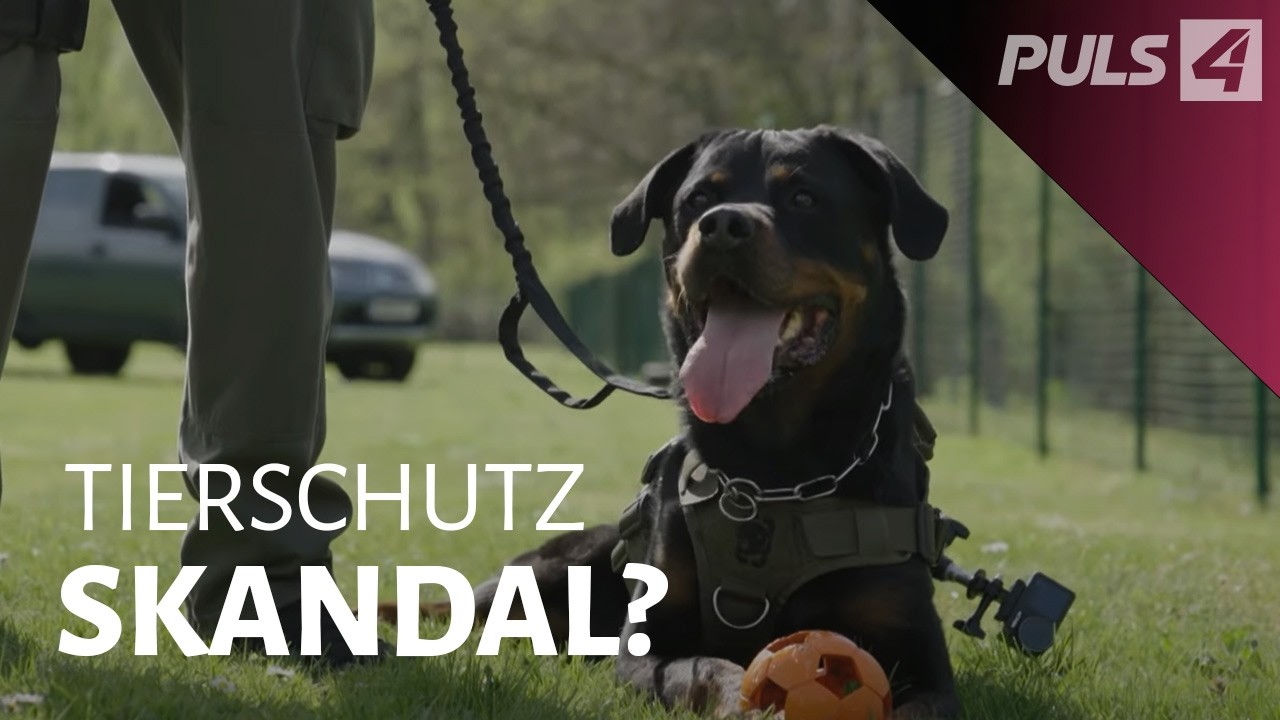 Guard dog or weapon? Animal rights activists sound the alarm | PULS 4 documentary