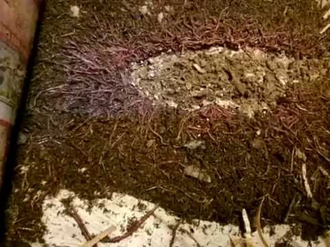 Worm Farm: ANC BEAST feeding on chicken feed 070415