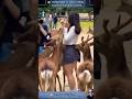 18 RARE Animal Clips You MUST See WILD ZOOM Animals Animalshorts