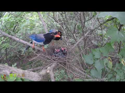 The greedy cuckoo keeps begging for food from the blue magpie's parents贪婪的杜鹃鸟，不停地向蓝鹊父母乞食