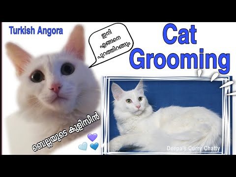 Cat Grooming || Turkish Angora Cat Full Grooming Steps || Cat Bathing || Cat Spa