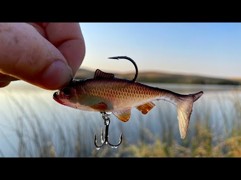 NEW Soft Plastic Flutter Tail VS Aggressive Northern Pike Shallow Fishing
