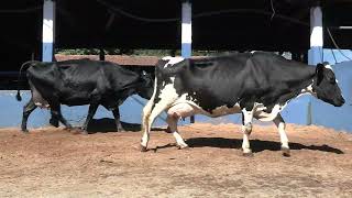 Vídeo 203 - 1ª ETAPA MEGA LIQUIDAÇÃO TOTAL AGROPECUÁRIA MARAJOARA - DIA 4 | GADO GIROLANDO E HOLANDÊS