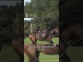 ห้ามยืนบนหลังม้า #ม้า #horse #animals #fyp #facts #foryou #viralvideo #video #knowledge