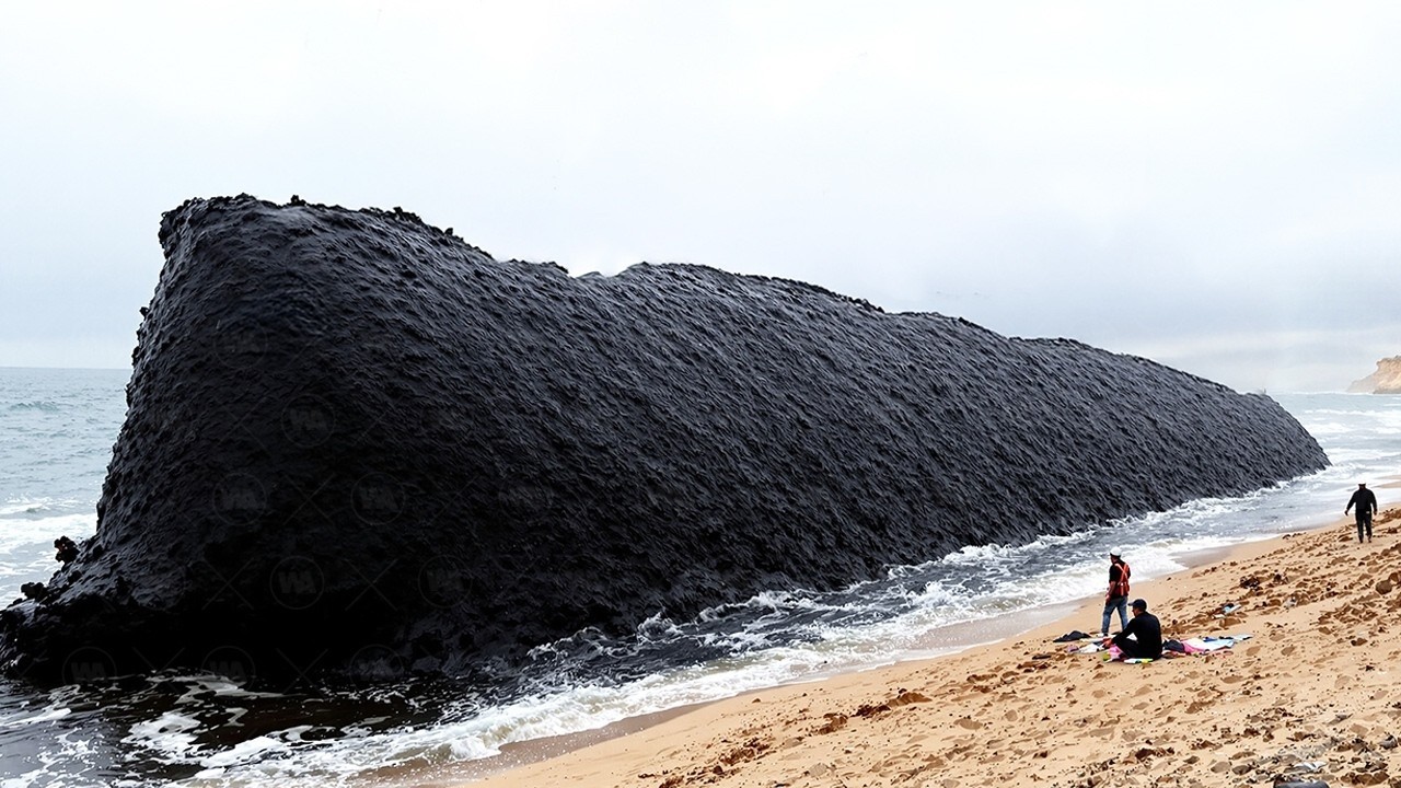 Escocia Soltó Cientos De Castores Con Un Alto IQ En Un Río Muerto, Y Esto Es Lo Que Pasó