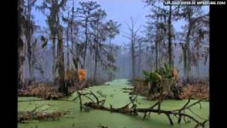 Bundle Of Hiss - Swamp