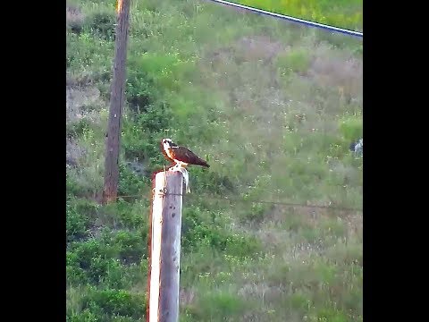 Hellgate  osprey MT  6 14 18 905pm Whopper headless Fish delivery & feeding #2 flipps on its back