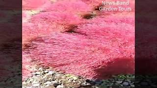 Gardens Tours Travel 9 : Tulip and Pink Flower