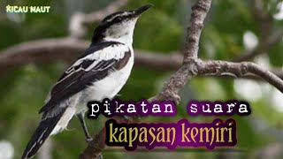 Download lagu pancingan suara kicau.kapasan kemiri.cocok untuk pikatan. mp3