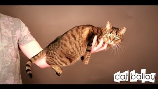 CAT BALLOU // Lokalpatrioten // DVD Trailer 1