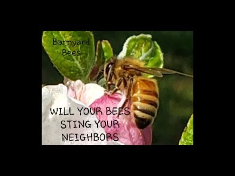 , title : 'Will Your Honeybees Sting Your Neighbors? Watch This