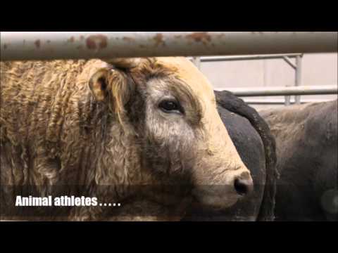 Championship Roughstock Challenge