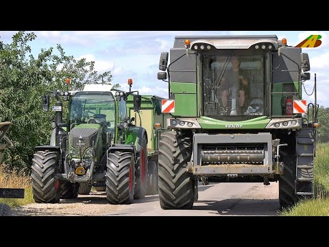 Grasernte - Gras Saatgut Landwirtschaft Mähdrescher Fendt Combine Harvester Traktor Grass Harvest