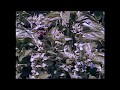 beach house — d.a.r.l.i.n.g. (slowed + reverb)