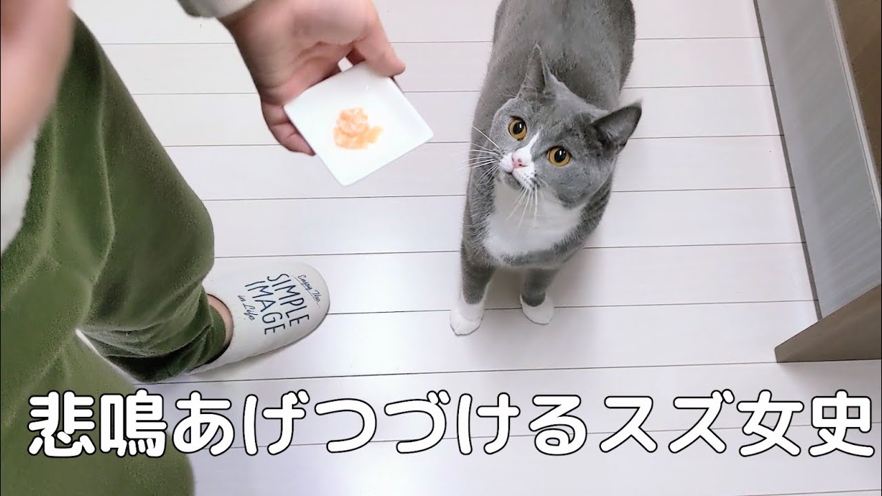 【驚愕】猫２ひきに生のサーモンあげた結果！！！！