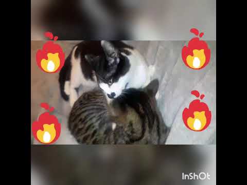 "I love the way you lie"