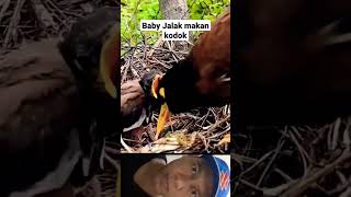 Download lagu Nemu Sarang Burung Jalak Nias lg loloh anak di kebon #shorts #burung mp3 Download lagu Nemu Sarang Burung Jalak Nias lg loloh anak di kebon #shorts #burung mp3