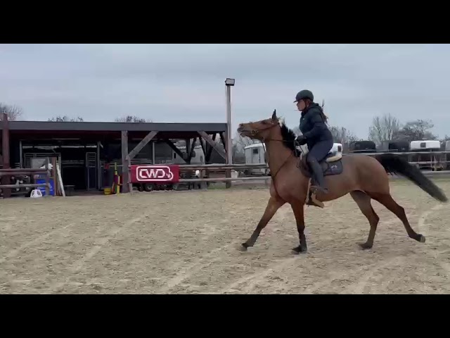 Merrie Zangersheide Te koop 2019 Donker bruin / bai ,  Halifax van het Kluizebos