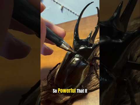 Most Powerful Beetle in the World 🤯