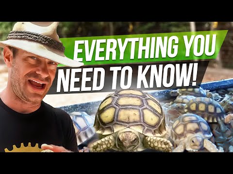 Kenan's Baby Tortoise Care!