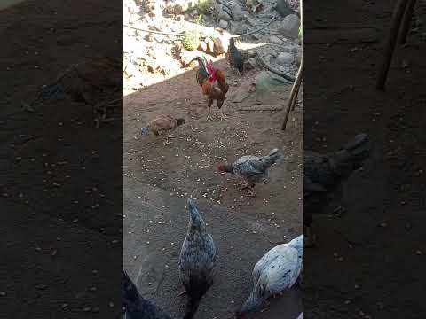 galinhas comendo milho jardim ceará #sitio