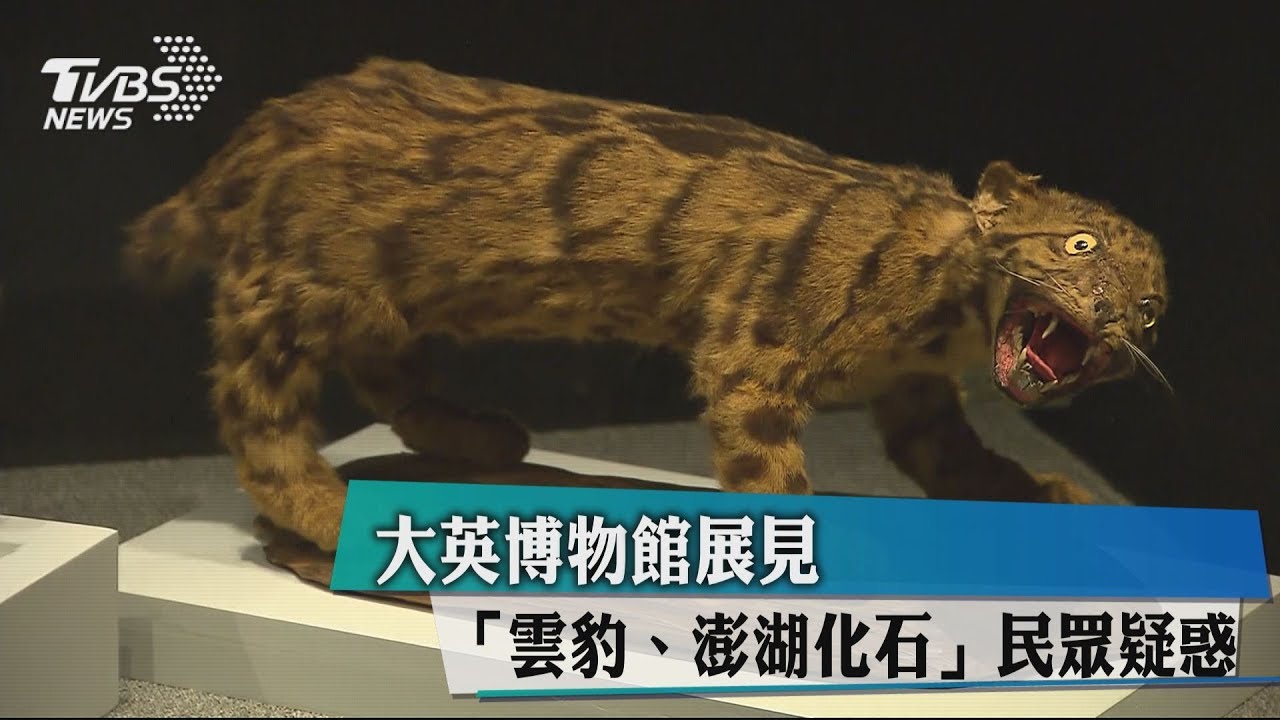 大英博物館展見「雲豹、澎湖化石」　民眾疑惑