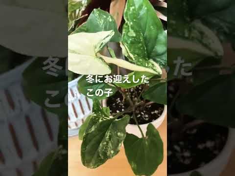 スノーマーブル 植物